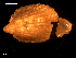  ( - MT09319)  @11 [ ] CreativeCommons - Attribution Non-Commercial Share-Alike (2015) Unspecified Deutsche Zentrum fuer Marine Biodiversitaetsforschung Wilhelmshaven