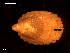  ( - MT09322)  @11 [ ] CreativeCommons - Attribution Non-Commercial Share-Alike (2015) Unspecified Deutsche Zentrum fuer Marine Biodiversitaetsforschung Wilhelmshaven