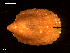  ( - MT09323)  @11 [ ] CreativeCommons - Attribution Non-Commercial Share-Alike (2015) Unspecified Deutsche Zentrum fuer Marine Biodiversitaetsforschung Wilhelmshaven