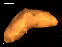  ( - MT09345)  @11 [ ] CreativeCommons - Attribution Non-Commercial Share-Alike (2015) Unspecified Deutsche Zentrum fuer Marine Biodiversitaetsforschung Wilhelmshaven