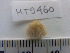  ( - MT09460)  @11 [ ] CreativeCommons - Attribution Non-Commercial Share-Alike (2015) Unspecified Deutsche Zentrum fuer Marine Biodiversitaetsforschung Wilhelmshaven