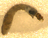  (Gigantodax impossibilis - BNB2-00006)  @12 [ ] CreativeCommons - Attribution (2010) Unspecified Centre for Biodiversity Genomics