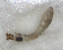  ( - BNB2-00253)  @12 [ ] CreativeCommons - Attribution (2010) Unspecified Centre for Biodiversity Genomics