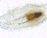  ( - BNB2-00326)  @12 [ ] CreativeCommons - Attribution (2010) Unspecified Centre for Biodiversity Genomics