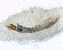  ( - BNB2-00330)  @12 [ ] CreativeCommons - Attribution (2010) Unspecified Centre for Biodiversity Genomics