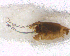  ( - BNB2-00381)  @12 [ ] CreativeCommons - Attribution (2010) Unspecified Centre for Biodiversity Genomics