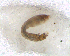  ( - BNB2-00403)  @12 [ ] CreativeCommons - Attribution (2010) Unspecified Centre for Biodiversity Genomics