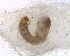  ( - BNB2-00404)  @12 [ ] CreativeCommons - Attribution (2010) Unspecified Centre for Biodiversity Genomics