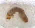 ( - BNB2-00406)  @12 [ ] CreativeCommons - Attribution (2010) Unspecified Centre for Biodiversity Genomics