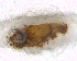  ( - BNB2-00409)  @12 [ ] CreativeCommons - Attribution (2010) Unspecified Centre for Biodiversity Genomics