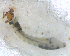  (Simulium sp. 101 - BNB2-00468)  @12 [ ] CreativeCommons - Attribution (2010) Unspecified Centre for Biodiversity Genomics