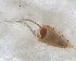  ( - BNB2-00471)  @12 [ ] CreativeCommons - Attribution (2010) Unspecified Centre for Biodiversity Genomics