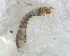  ( - BNB2-00473)  @12 [ ] CreativeCommons - Attribution (2010) Unspecified Centre for Biodiversity Genomics