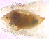  (Simulium (Thyrsopelma) sp. 2 - BNB2-00490)  @12 [ ] CreativeCommons - Attribution (2010) Unspecified Centre for Biodiversity Genomics