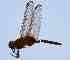  (Erythemis carmelita - BNBTO-0204)  @12 [ ] Unspecified (default): All Rights Reserved  Unspecified Unspecified