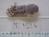  ( - MT04934)  @12 [ ] Copyright (2013) Unspecified Deutsches Zentrum fuer Marine Biodiversitaetsforschung