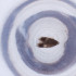  ( - MOZZ00000857A_G11)  @11 [ ] by  Genome Research Ltd as Wellcome Sanger Institute Genome Research Limited operating as Wellcome Sanger Institute