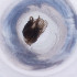  ( - MOZZ00000888A_A4)  @11 [ ] by  Genome Research Ltd as Wellcome Sanger Institute Genome Research Limited operating as Wellcome Sanger Institute