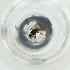  ( - MOZZ00000893A_F7)  @11 [ ] by  Genome Research Ltd as Wellcome Sanger Institute Genome Research Limited operating as Wellcome Sanger Institute