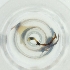  ( - MOZZ00000894A_D2)  @11 [ ] by  Genome Research Ltd as Wellcome Sanger Institute Genome Research Limited operating as Wellcome Sanger Institute