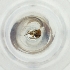  ( - MOZZ00000899A_E7)  @11 [ ] by  Genome Research Ltd as Wellcome Sanger Institute Genome Research Limited operating as Wellcome Sanger Institute