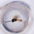  (Chorebus trilobomyzae - NHMG_005_E8)  @11 [ ] by (2023) Wellcome Sanger Institute (Genome Research Limited) Wellcome Sanger Institute (Genome Research Limited)