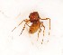  (Pogonomyrmex hoelldobleri - CaSl-J12-O4-PT-1)  @11 [ ] CreativeCommons - Attribution Share-Alike (2022) Unspecified York University