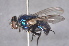  (Lucilia vulgata - TLW038)  @13 [ ] Copyright (2011) Terry L. Whitworth Washington State University