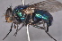  (Lucilia ochricornis - TLW076)  @14 [ ] Copyright (2011) Terry L. Whitworth Washington State University