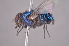  (Lucilia eximia - TLW 120)  @14 [ ] No Rights Reserved (2011) Terry Whitworth Unspecified