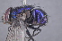  (Lucilia sp - TLW 173)  @13 [ ] No Rights Reserved (2011) Terry Whitworth Unspecified