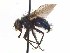  ( - TLW220)  @11 [ ] Copyright (2015) J.E. O'Hara Canadian National Collection of Insects