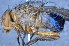  ( - TLW252)  @11 [ ] Copyright (2015) Terry Whitworth Department of Entomology, Washington State University