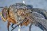  ( - TLW253)  @11 [ ] Copyright (2015) Terry Whitworth Department of Entomology, Washington State University