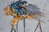  ( - TLW258)  @11 [ ] Copyright (2015) Terry Whitworth Department of Entomology, Washington State University