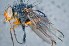  ( - TLW259)  @11 [ ] Copyright (2015) Terry Whitworth Department of Entomology, Washington State University