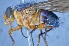 ( - TLW286)  @11 [ ] Copyright (2015) Terry Whitworth Department of Entomology, Washington State University