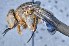  ( - TLW320)  @11 [ ] Copyright (2015) Terry Whitworth Department of Entomology, Washington State University