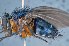  ( - TLW328)  @11 [ ] Copyright (2015) Terry Whitworth Department of Entomology, Washington State University