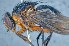  ( - TLW331)  @11 [ ] Copyright (2015) Terry Whitworth Department of Entomology, Washington State University