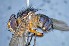  ( - TLW333)  @11 [ ] Copyright (2015) Terry Whitworth Department of Entomology, Washington State University