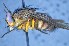  ( - TLW336)  @12 [ ] Copyright (2015) Terry Whitworth Department of Entomology, Washington State University
