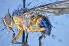  (Mesembrinella sp. 1TW - TLW359)  @11 [ ] Copyright (2015) Terry Whitworth Department of Entomology, Washington State University