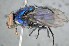  ( - TLW362)  @13 [ ] Copyright (2015) Terry Whitworth Department of Entomology, Washington State University