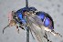  ( - TLW363)  @12 [ ] Copyright (2015) Terry Whitworth Department of Entomology, Washington State University