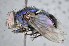  ( - TLW364)  @13 [ ] Copyright (2015) Terry Whitworth Department of Entomology, Washington State University