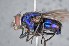  (Lucilia woodi - TLW367)  @14 [ ] Copyright (2015) Terry Whitworth Department of Entomology, Washington State University