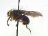  ( - TLW378)  @11 [ ] Copyright (2015) J.E. O'Hara Canadian National Collection of Insects
