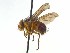  ( - TLW380)  @12 [ ] Copyright (2015) J.E. O'Hara Canadian National Collection of Insects