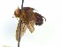  ( - TLW381)  @11 [ ] Copyright (2015) J.E. O'Hara Canadian National Collection of Insects